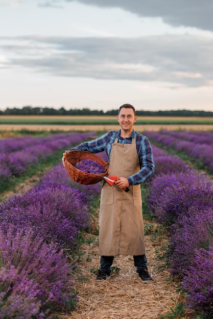 Professionelle Arbeiterin in Uniform, die Korb mit geschnittenen Lavendelbündeln und Scheren auf einem Lavendelfeld hält, das Lavander-Konzept erntet