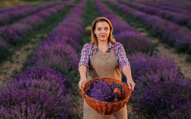 Professionelle Arbeiterin in Uniform, die Korb mit geschnittenen Lavendelbündeln und Scheren auf einem Lavendelfeld hält, das Lavander-Konzept erntet