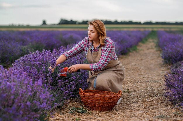 Professionelle Arbeiterin in Uniform Schneiden von Lavendelbündeln mit einer Schere auf einem Lavendelfeld, das Lavander-Konzept erntet