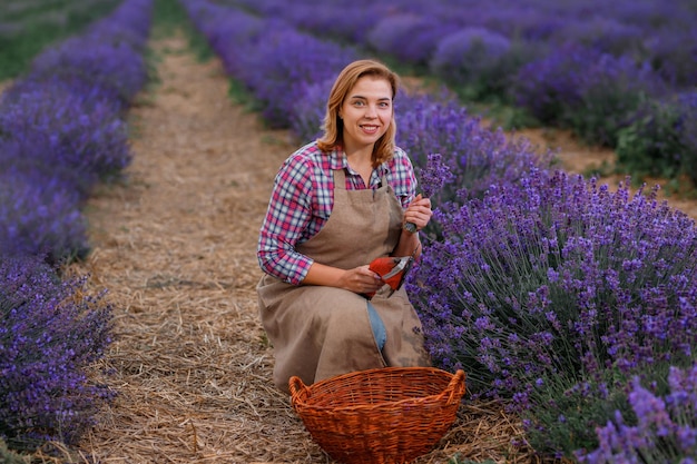 Professionelle Arbeiterin in Uniform Schneiden von Lavendelbündeln mit einer Schere auf einem Lavendelfeld, das Lavander-Konzept erntet