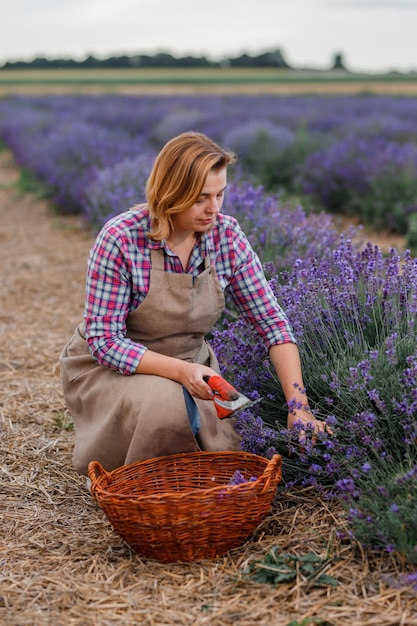 Professionelle Arbeiterin in Uniform Schneiden von Lavendelbündeln mit einer Schere auf einem Lavendelfeld, das Lavander-Konzept erntet