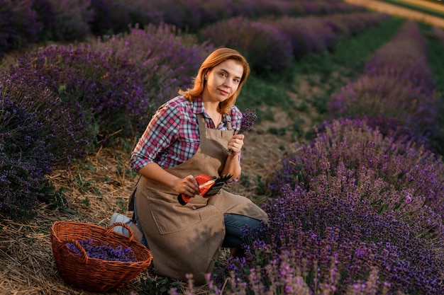 Professionelle Arbeiterin in Uniform Schneiden von Lavendelbündeln mit einer Schere auf einem Lavendelfeld, das Lavander-Konzept erntet