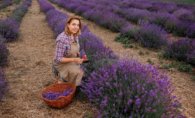 Professionelle Arbeiterin in Uniform Schneiden von Lavendelbündeln mit einer Schere auf einem Lavendelfeld, das Lavander-Konzept erntet