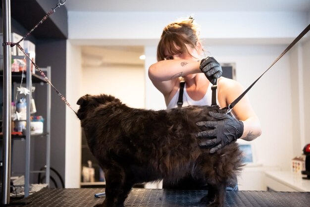 Foto professionelle haustier friseurin hipster frau mit tätowierungen schneidet fell eines niedlichen schwarzen hundes in einem schönheitssalon für tiere