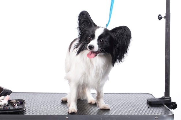 Professionelle Hundepflege Der Papillon liegt auf dem Putztisch