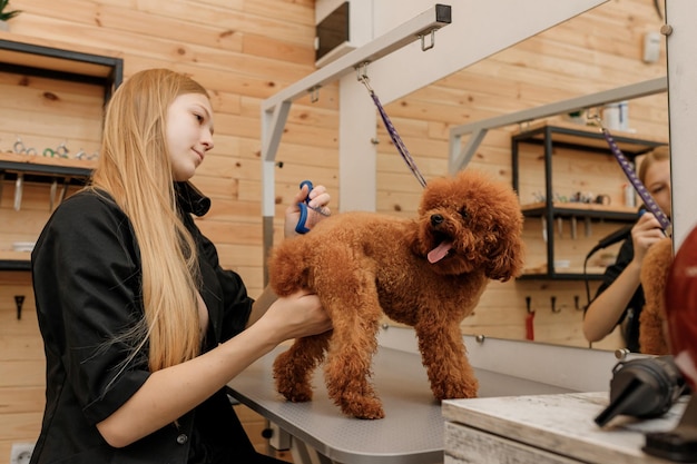 Professionelle weibliche Tierpflegerin trockene Teetasse Pudel Hundefell mit einem Fön nach dem Waschen im Kosmetiksalon Pflegekonzept