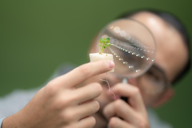 Professioneller Agrarwissenschaftler, der an der Erforschung einer Bio-Gemüsepflanze im Laborgewächshaus arbeitet, Entwicklung intelligenter Technologie für die vertikale Indoor-Farm mit hydroponischem Wachstum