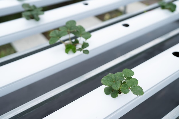 Foto professioneller agrarwissenschaftler, der an der erforschung einer bio-gemüsepflanze im laborgewächshaus arbeitet, entwicklung intelligenter technologie für die vertikale indoor-farm mit hydroponischem wachstum