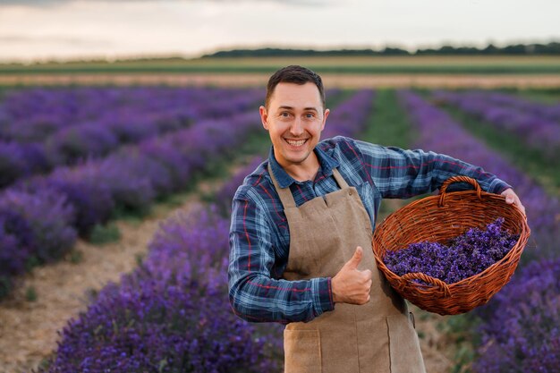 Professioneller Arbeiter in Uniform, der Korb mit geschnittenen Lavendelbündeln auf einem Lavendelfeld hält, das Lavander-Konzept erntet