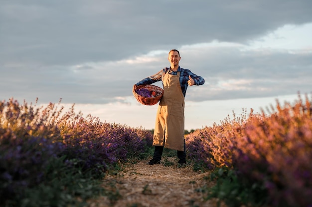 Professioneller Arbeiter in Uniform, der Korb mit geschnittenen Lavendelbündeln und Scheren auf einem Lavendelfeld hält, das Lavander-Konzept erntet