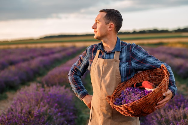 Professioneller Arbeiter in Uniform, der Korb mit geschnittenen Lavendelbündeln und Scheren auf einem Lavendelfeld hält, das Lavander-Konzept erntet