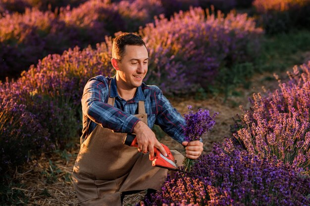 Professioneller Arbeiter in Uniform Schneiden von Lavendelbündeln mit einer Schere auf einem Lavendelfeld, das Lavander-Konzept erntet