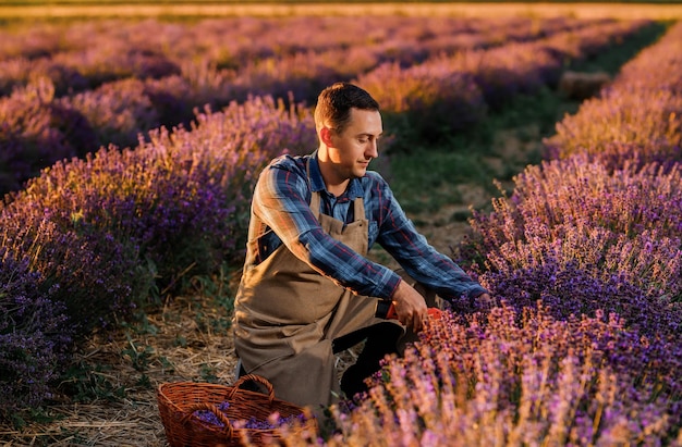 Professioneller Arbeiter in Uniform Schneiden von Lavendelbündeln mit einer Schere auf einem Lavendelfeld, das Lavander-Konzept erntet