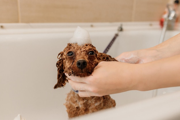 Professioneller, erfahrener Groomer wäscht den Teetassen-Pudelhund vor dem Pflegevorgang sorgfältig im Bad