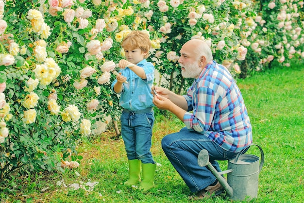 Professioneller Gärtner bei der Arbeit Gärtner, der Blumen in seinem Garten schneidet Altersvorsorge Generation