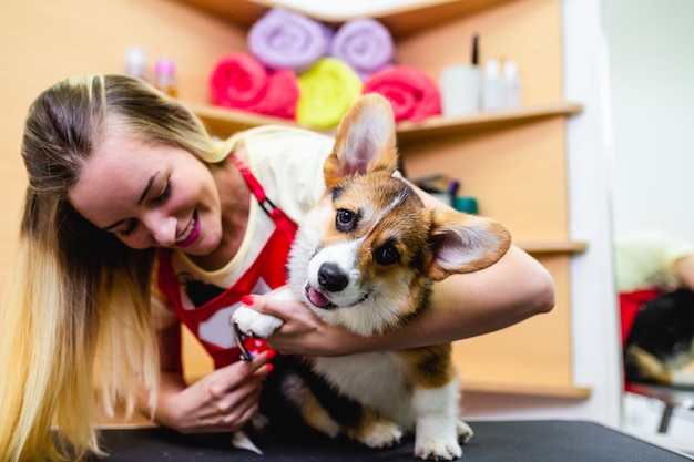 Professioneller Groomer, der die Nägel des Hundes schneidet.