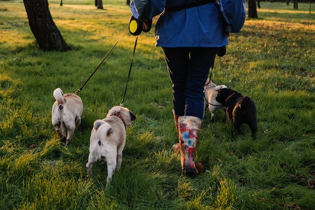 Professioneller Hundespaziergänger, der Hunde im Herbstsonnenuntergangspark spazieren geht, der das Rudel von