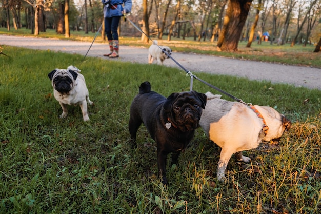 Professioneller Hundespaziergänger, der Hunde im Herbstsonnenuntergangspark spazieren geht, der das Rudel von