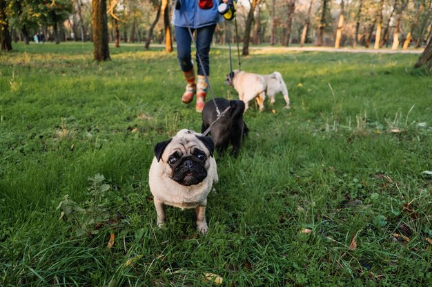 Professioneller Hundespaziergänger, der Hunde im Herbstsonnenuntergangspark spazieren geht, der das Rudel von