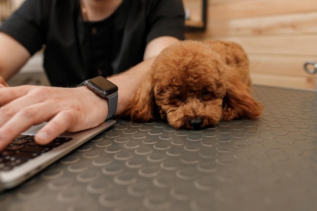 Professioneller männlicher Groomer, der an ihrem Arbeitsplatz im Pflegesalon in der Nähe mit Pudelhund am Laptop arbeitet Tierpflegekonzept