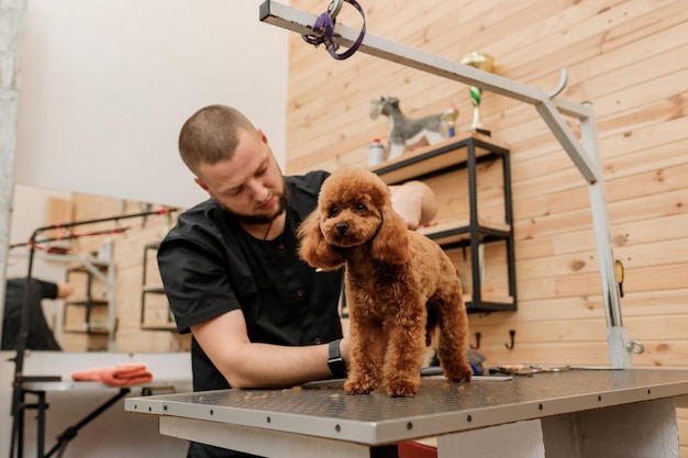 Professioneller männlicher Groomer, der im Pflegesalon mit professioneller Ausrüstung den Haarschnitt des Pudel-Teetassenhundes macht