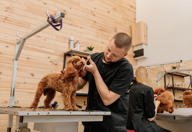 Professioneller männlicher Groomer, der im Pflegesalon mit professioneller Ausrüstung den Haarschnitt des Pudel-Teetassenhundes macht