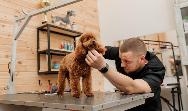 Professioneller männlicher Groomer, der im Pflegesalon mit professioneller Ausrüstung den Haarschnitt des Pudel-Teetassenhundes macht