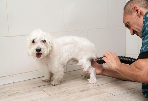 Professioneller männlicher Haustierpfleger trockenes Hundefell mit einem Fön nach dem Waschen im Kosmetiksalon Pflegekonzept