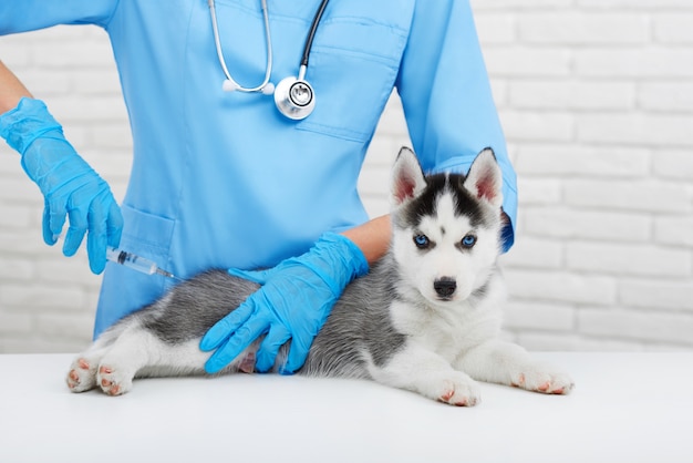 Professioneller Tierarzt, der sich um kleinen Hund kümmert