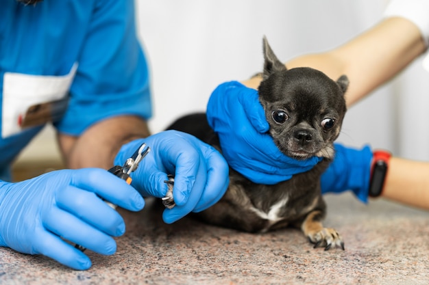 professioneller Tierarzt schneidet die Krallen eines kleinen Hundes der Chihuahua-Rasse auf einem Manipulationstisch in einer medizinischen Klinik. Haustierpflege-Konzept