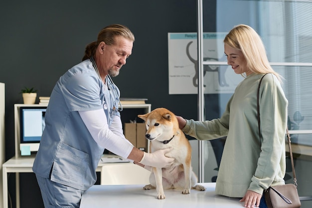 Professioneller Tierarzt untersucht den Hund in Anwesenheit des Besitzers