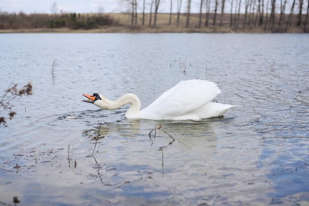 Profil des weißen Schwans auf blauem nebligen See Der Schwan reinigt seine Federn gebogener Schwanenhals Foto in hoher Qualität