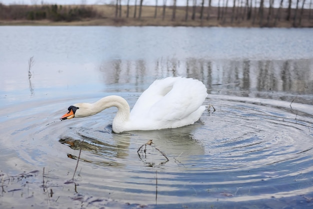 Profil des weißen Schwans auf blauem nebligen See Foto in hoher Qualität