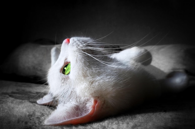 Profil einer mysteriösen weißen Katze im Dunkeln, die das Licht betrachtet Magisches Mysterium Mondlicht