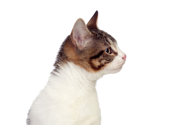 Profil einer süßen Katze auf weißem Hintergrund
