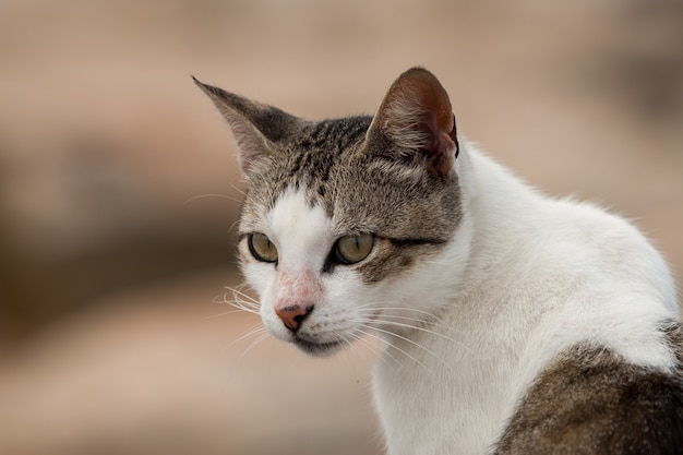 Profil einer weißen und braunen streunenden Katze