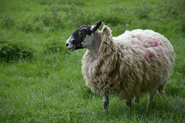 Profil eines Shaggy Sheep in einem Feld