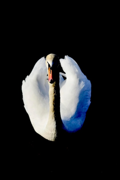 Profil eines weißen Schwans auf dunklem Hintergrund