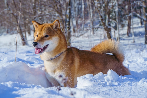 Profil Porträt des entzückenden Shiba-inu-Männchens, das in der Winterzeit im Schnee steht.