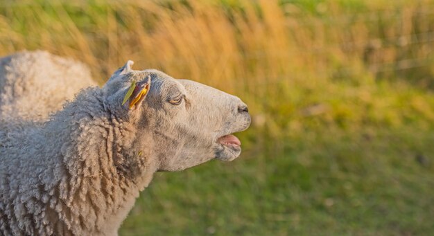 Profil von einem Schaf auf einer Wiese bei Sonnenuntergang auf üppigem Ackerland Rasierte geschorene wollige Schafe, die Gras auf einem Feld fressen Wildvieh im Rebild-Nationalpark Dänemark Bio-Hammel aus Freilandhaltung