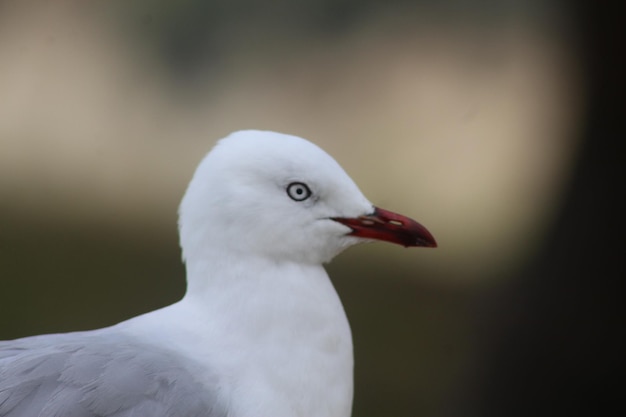 Profilansicht der Möwe