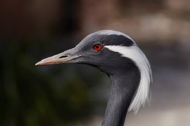 Foto profilansicht des vogels