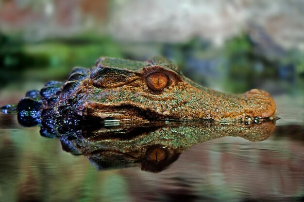 Foto profilansicht eines krokodils mit reflexion im wasser