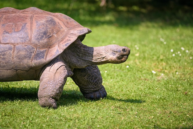 Profilbildnis einer Aldabra-Riesenschildkröte