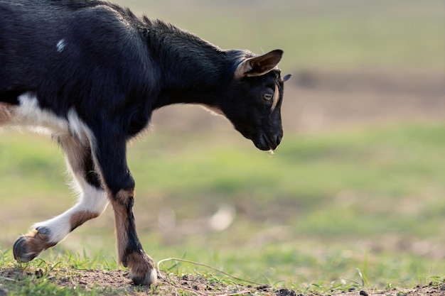 Profilporträt des netten schwarzen Goatling im unscharfen Grashintergrund