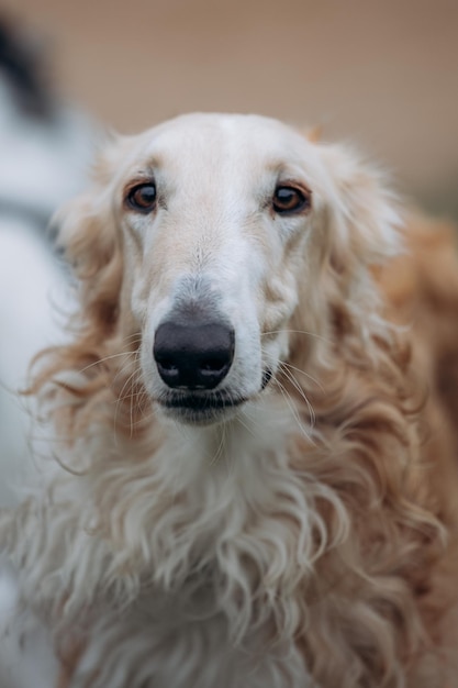 Foto profilporträt eines russischen borzoi-hundes im freien