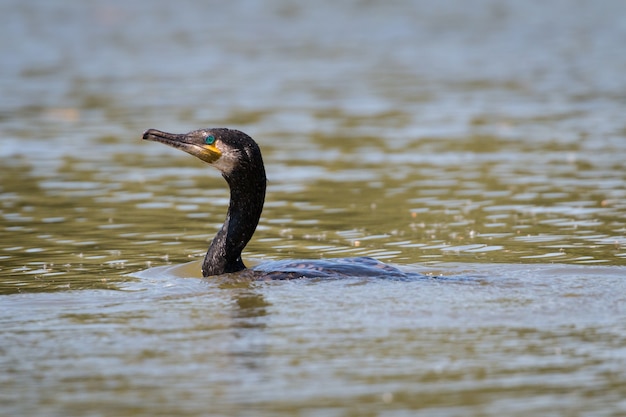 Profilporträt eines schwarzen isolierten Kormorans, der auf einem See im Sonnenschein schwimmt