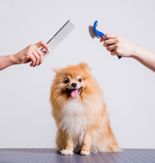 Foto profissional cuida de um cão em um salão especializado