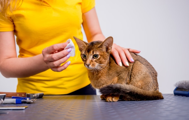 Profissional cuida de um gato abissínio em um salão especializado