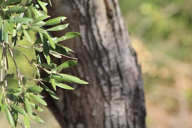 profundidad de campo árbol de hoja de olivo bajo la luz del día de la temporada de verano